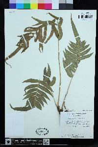 Blechnum gracile image