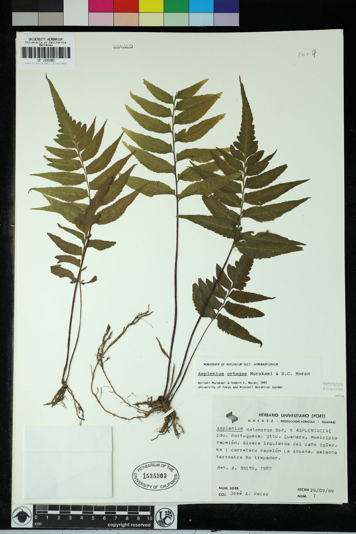 Hymenasplenium ortegae image