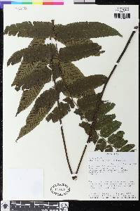 Diplazium grandifolium image