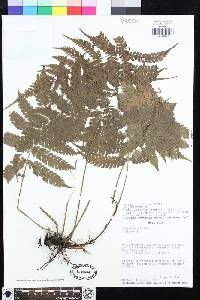 Steiropteris leprieurii var. subcostalis image