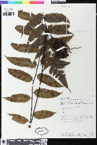 Diplazium grandifolium image