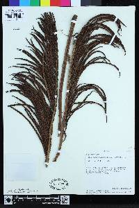 Lomariocycas schomburgkii image