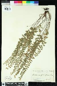 Asplenium flabellifolium image