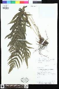 Goniopteris riograndensis image