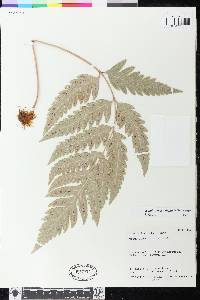 Woodwardia orientalis image