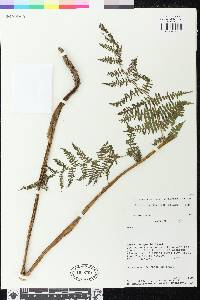 Deparia boryana subsp. boryana image