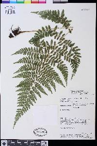 Athyrium dombeyi image