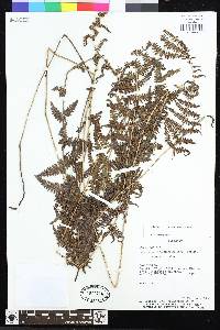 Amauropelta rivularioides image