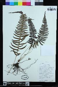 Blechnum appendiculatum image