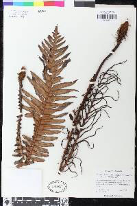 Lomaria oceanica image