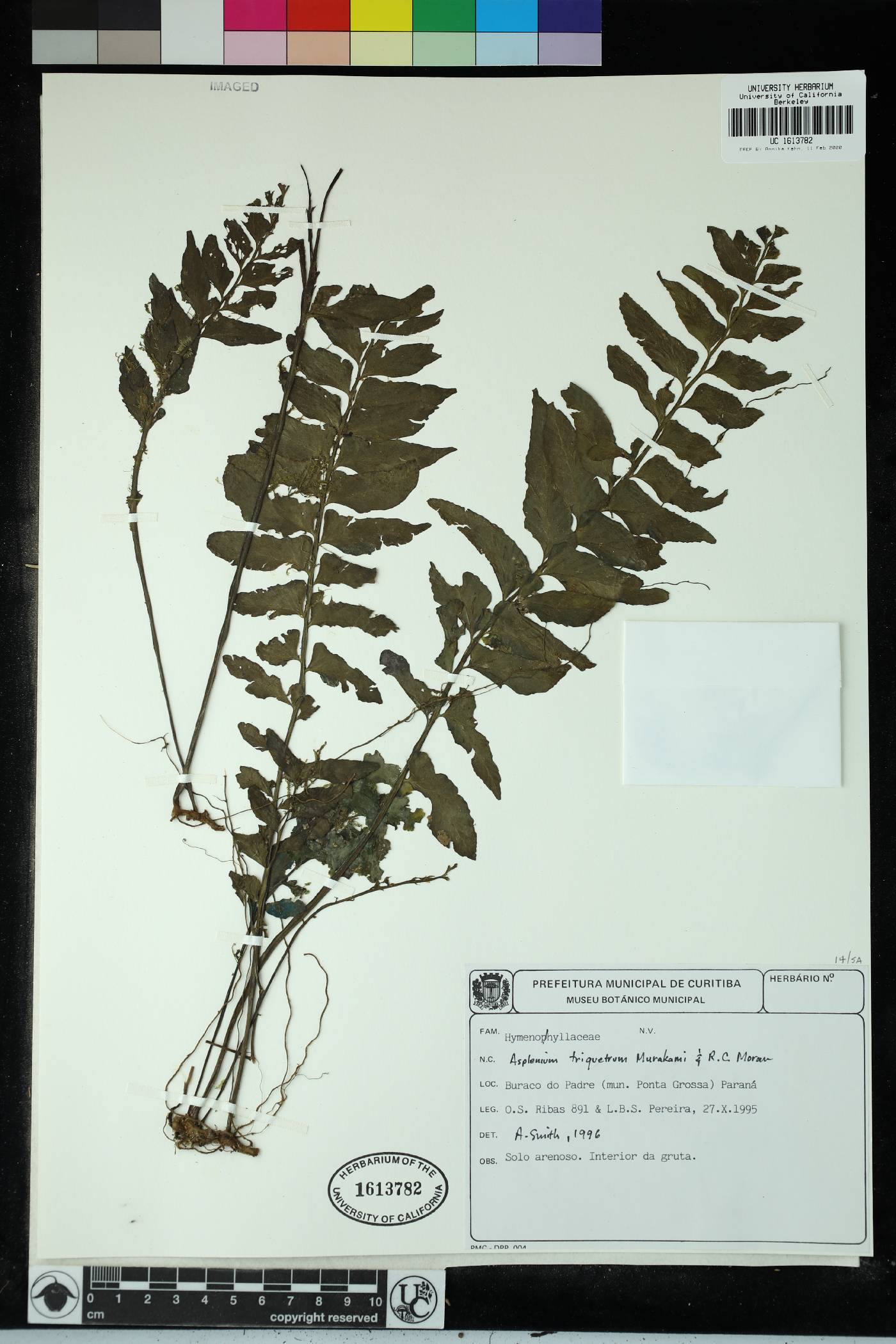 Hymenasplenium triquetrum image