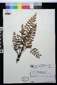 Asplenium aethiopicum image