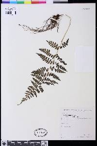 Athyrium dombeyi image