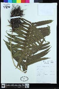 Blechnum bolivianum image