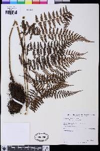 Athyrium dombeyi image