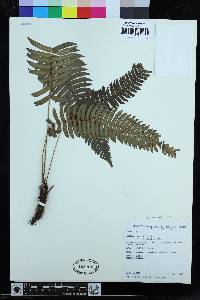 Blechnum arcuatum image