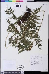 Athyrium dombeyi image