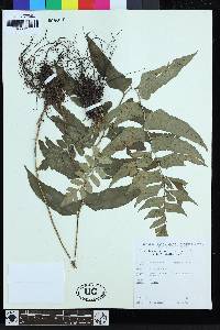 Polystichum dubium image