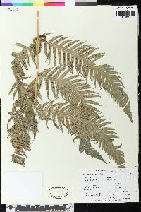 Woodwardia spinulosa image