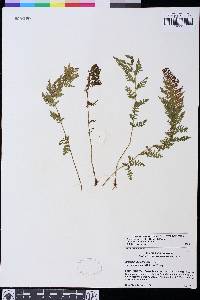 Athyrium distentifolium image