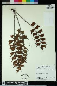 Asplenium megalura image