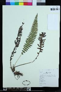 Blechnum polypodioides image