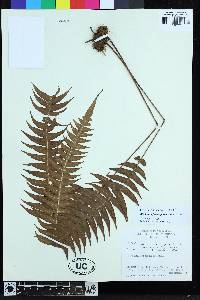 Lomaridium fuscosquamosum image