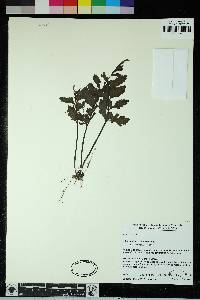 Hymenasplenium obtusifolium image
