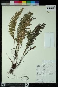 Austroblechnum lehmannii image