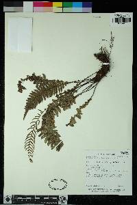 Austroblechnum stoloniferum image