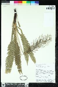 Austroblechnum lehmannii image