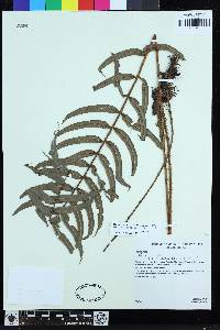 Image of Parablechnum bicolor