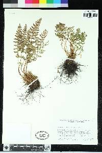 Woodsia ilvensis image