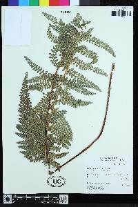 Polystichum orbiculatum image