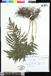 Goniopteris riograndensis image