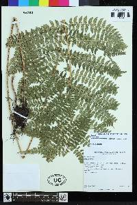 Polystichum montevidense image