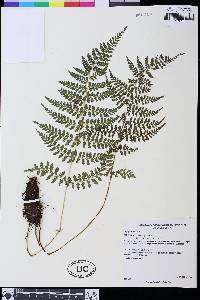 Athyrium dombeyi image