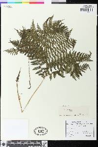 Athyrium spinulosum image