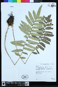 Lomariocycas schomburgkii image