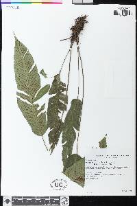 Diplazium plantaginifolium image