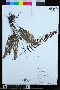 Blechnum arcuatum image