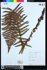 Polystichum cochleatum image