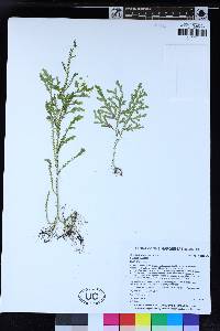 Selaginella moellendorffii image