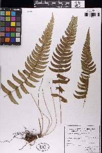 Blechnum appendiculatum image