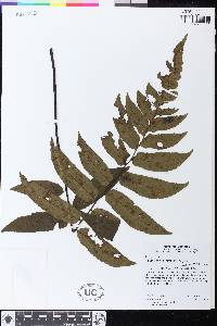 Diplazium grandifolium image