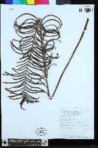 Lomariocycas columbiensis image