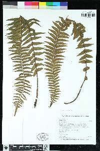 Asplenium dielfalcatum image