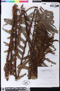 Lomaria brunea image