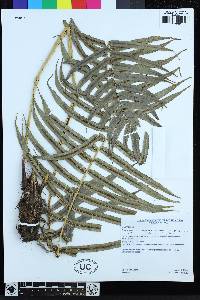 Parablechnum monomorphum image