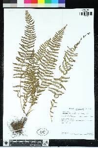 Woodsia montevidensis image